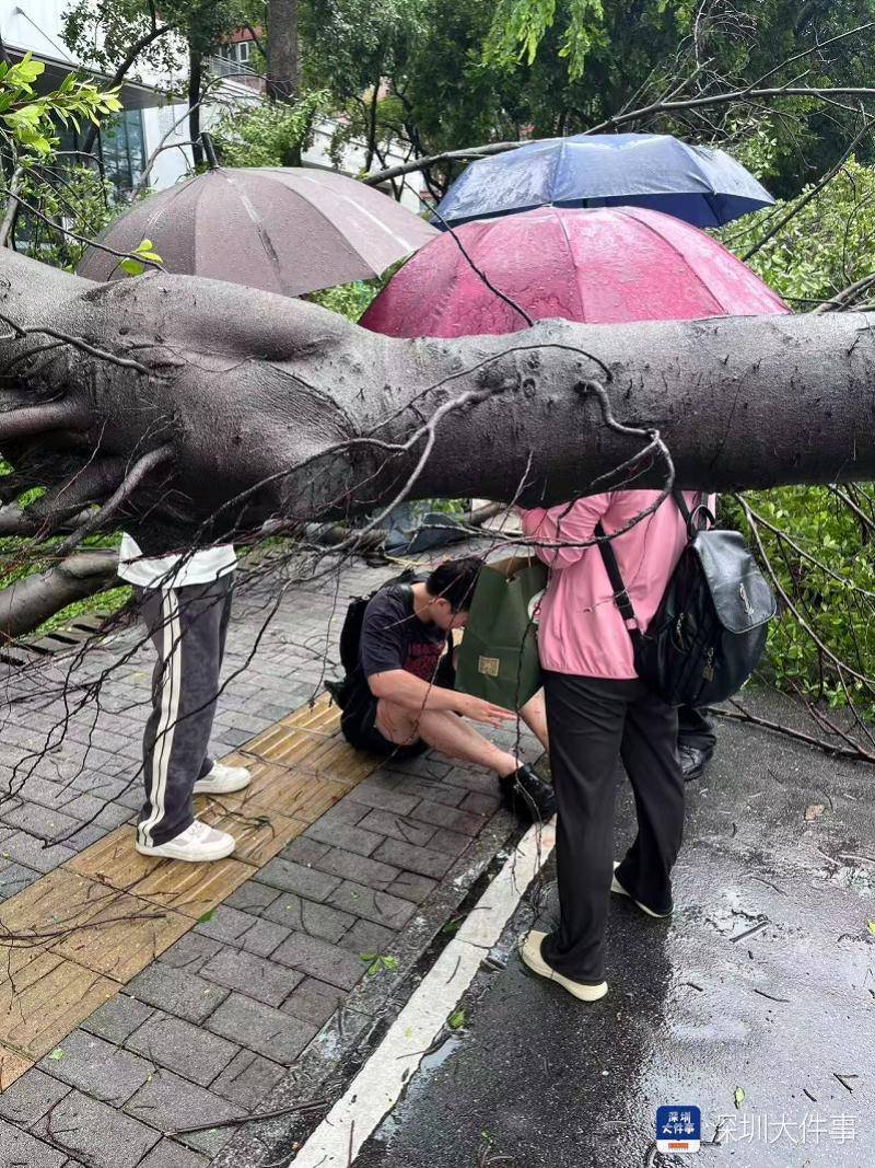 皇冠信用网会员开户_强风袭击皇冠信用网会员开户，深圳已出现树木倒伏！有行人被砸伤，非必要不出门
