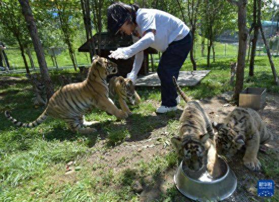 皇冠信用盘登2代理申请_黑龙江牡丹江：东北虎宝宝夏日显萌态
