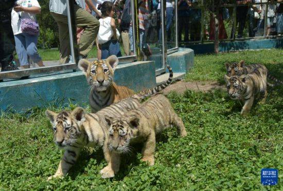 皇冠信用盘登2代理申请_黑龙江牡丹江：东北虎宝宝夏日显萌态