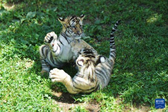 皇冠信用盘登2代理申请_黑龙江牡丹江：东北虎宝宝夏日显萌态