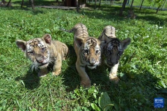 皇冠信用盘登2代理申请_黑龙江牡丹江：东北虎宝宝夏日显萌态