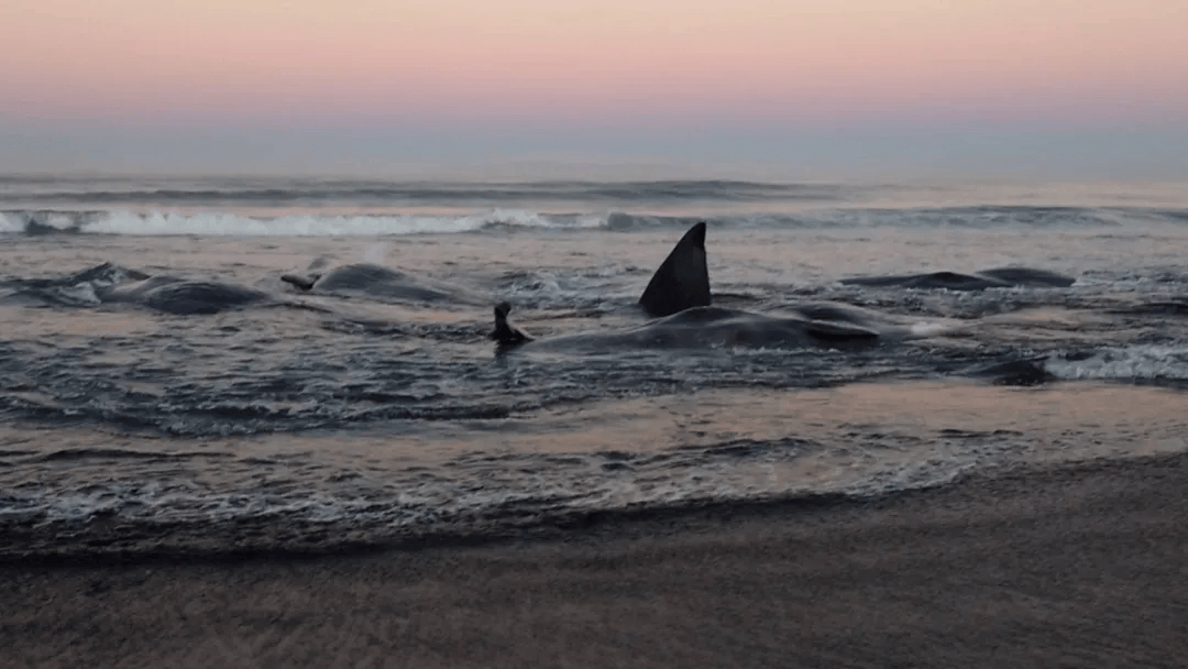 皇冠信用盘代理如何注册_日本海啸警报190万人撤离皇冠信用盘代理如何注册，横滨出现河水倒流，海啸持续一天