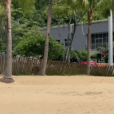 皇冠信用平台出租出售_“没想到海里会有野猪皇冠信用平台出租出售！” 深圳大梅沙一女子被撞致骨折