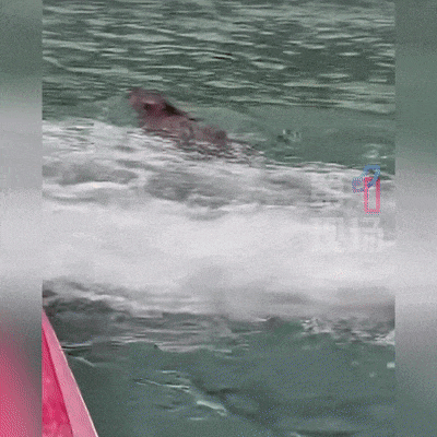 皇冠信用平台出租出售_“没想到海里会有野猪皇冠信用平台出租出售！” 深圳大梅沙一女子被撞致骨折