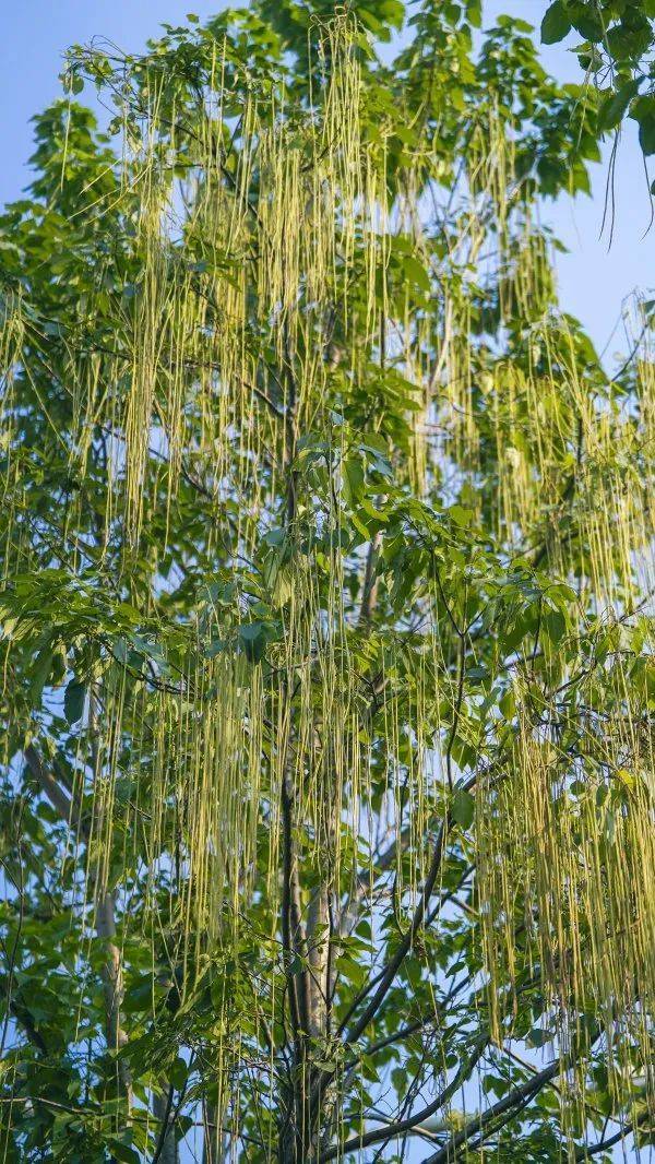 皇冠信用網代理出租_武汉这条路上大量出现皇冠信用網代理出租，长达1米！到底是啥？