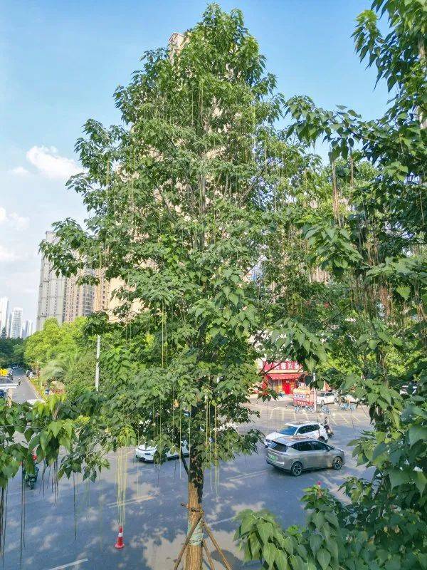 皇冠信用網代理出租_武汉这条路上大量出现皇冠信用網代理出租，长达1米！到底是啥？