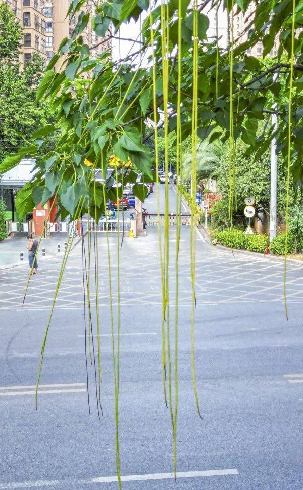 皇冠信用網代理出租_武汉这条路上大量出现皇冠信用網代理出租，长达1米！到底是啥？