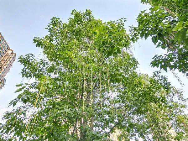 皇冠信用網代理出租_武汉这条路上大量出现皇冠信用網代理出租，长达1米！到底是啥？