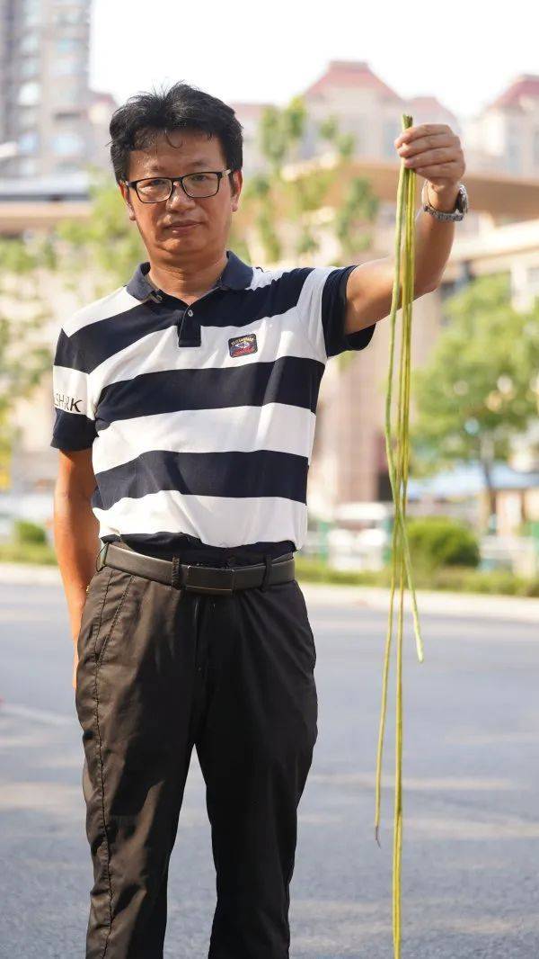 皇冠信用網代理出租_武汉这条路上大量出现皇冠信用網代理出租，长达1米！到底是啥？