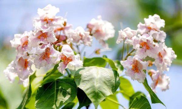 皇冠信用網代理出租_武汉这条路上大量出现皇冠信用網代理出租，长达1米！到底是啥？