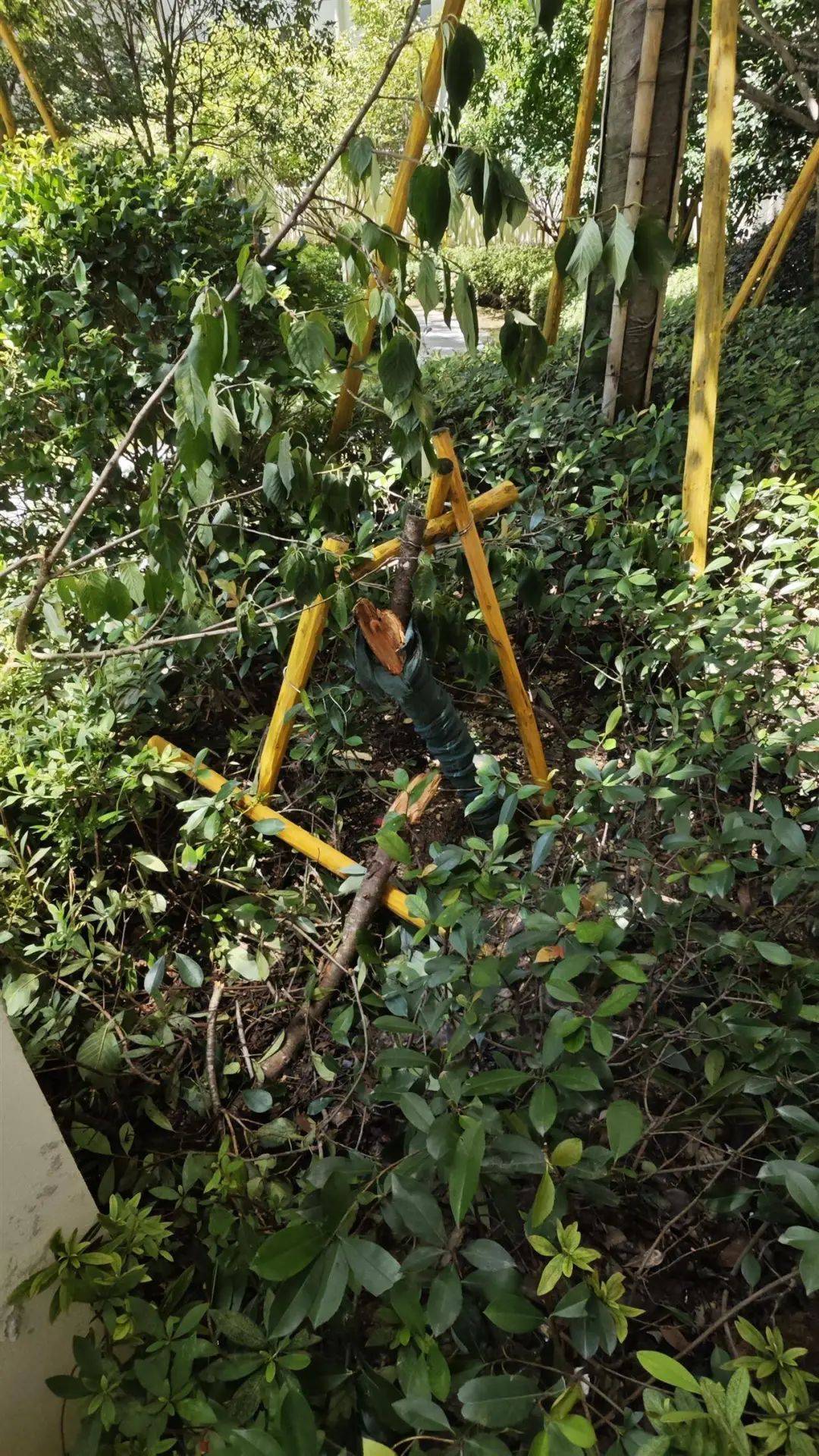 皇冠信用網注册开通_7岁男孩补课期间不幸从14楼坠亡皇冠信用網注册开通，母亲痛哭：我42岁时冒着风险生的，警方已介入