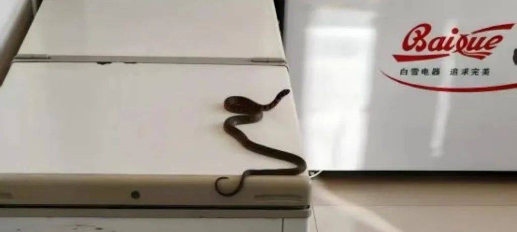 皇冠信用网会员_内蒙古赤峰有人拍到了“鸡脖子蛇”皇冠信用网会员，有毒！千万小心！