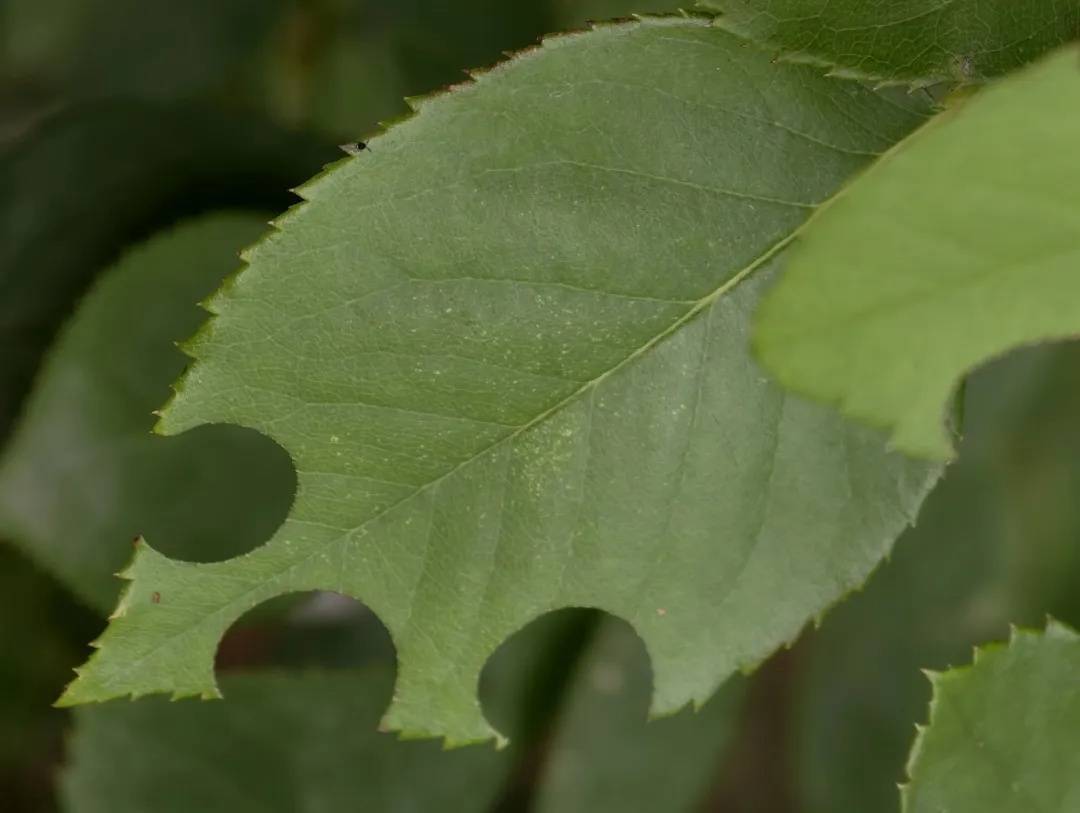 皇冠abcd类型網_咬开桃子发现一堆树叶？莫慌皇冠abcd类型網！你是遇到了它→