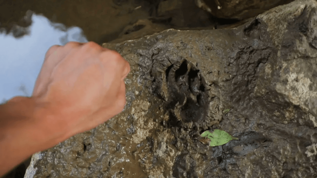 日本J2联赛_广西一村疑现大型野生动物：脚印如拳大日本J2联赛，目击者称其黄黑相间，当地已装监测设备