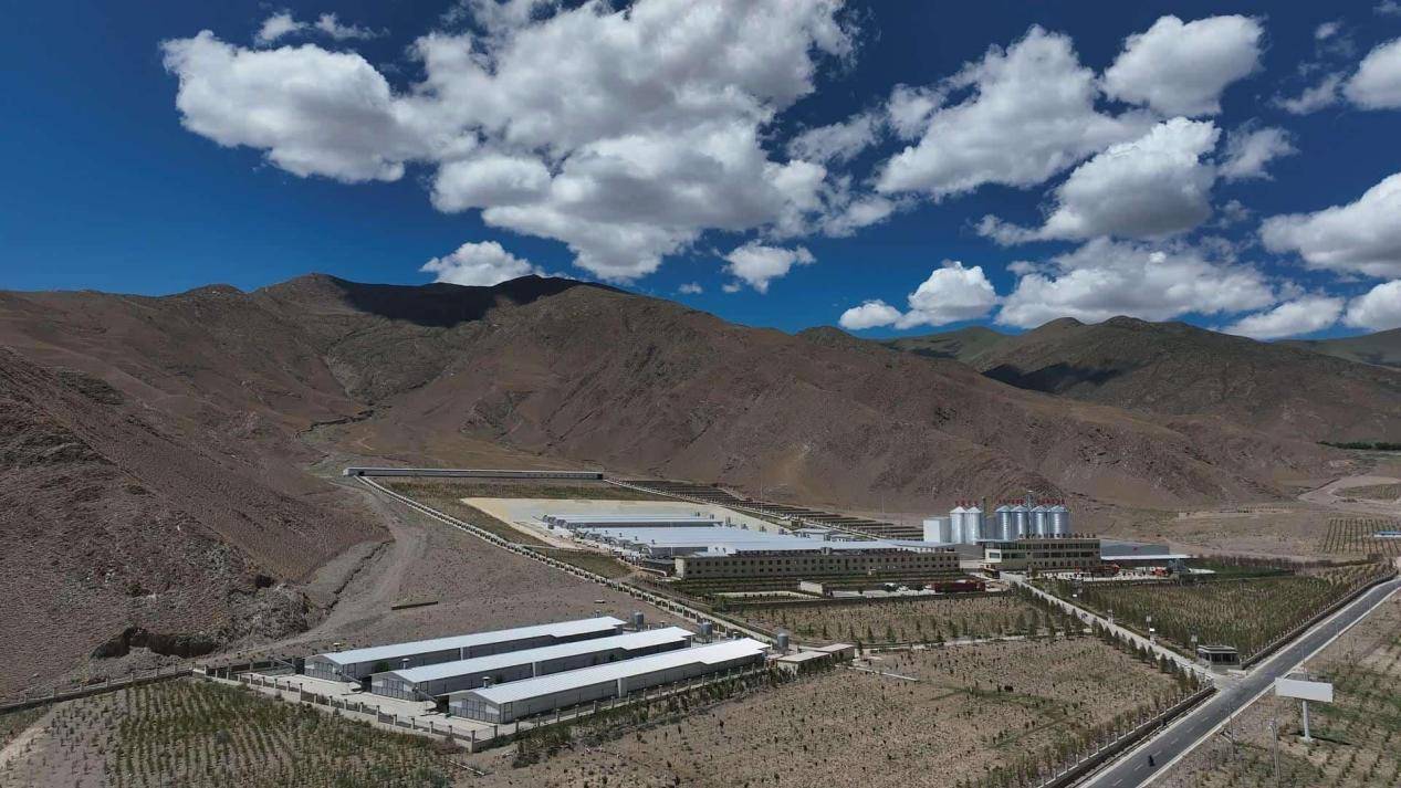 皇冠皇冠平台_县·观察｜乃东：高原沃土的产业振兴之路