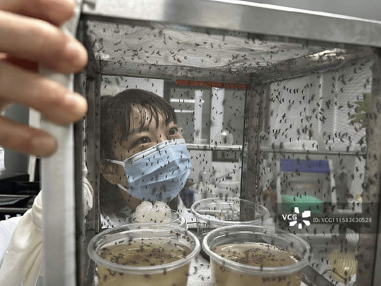 皇冠信用盘占成代理_全球“最毒”的蚊子皇冠信用盘占成代理，为何批量北上