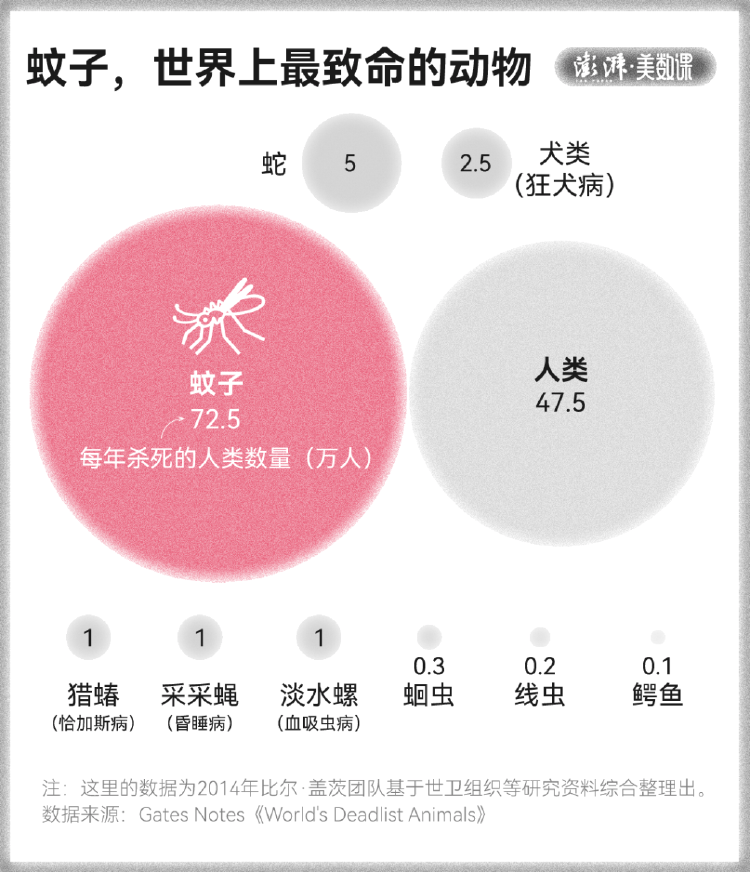 皇冠信用盘占成代理_全球“最毒”的蚊子皇冠信用盘占成代理，为何批量北上