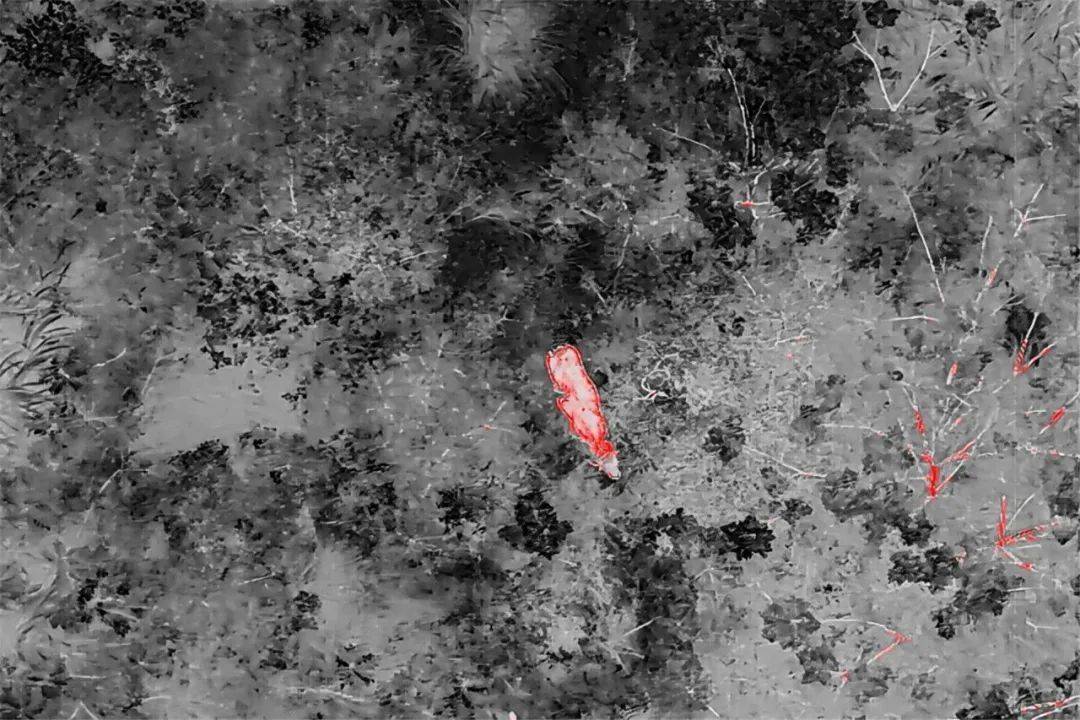 皇冠信用平台出租出售_无人机精准锁定皇冠信用平台出租出售，“牛”到家啦！