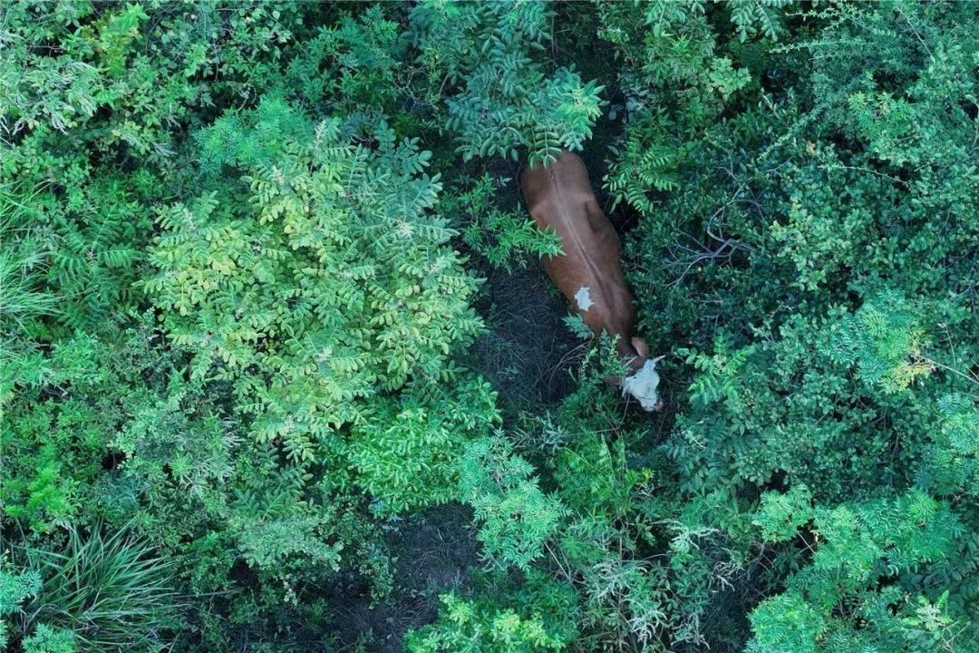 皇冠信用平台出租出售_无人机精准锁定皇冠信用平台出租出售，“牛”到家啦！