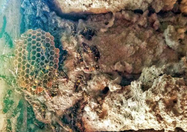 洛杉矶银河vs西雅图海湾人_别招惹！广东一老人中招洛杉矶银河vs西雅图海湾人，不幸去世