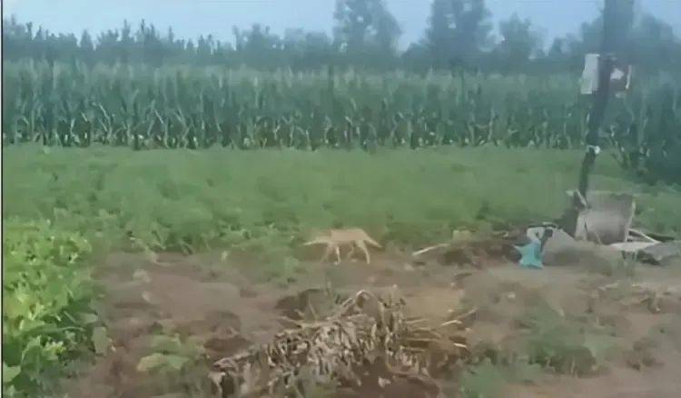 水户蜀葵vs山口雷法_陕西一镇上有狼外逃？当地回应：是狼犬水户蜀葵vs山口雷法，已击毙21只，还有一两只在逃