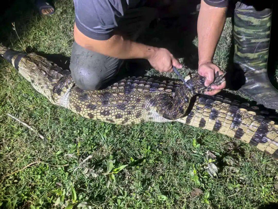 皇冠信用网需要押金吗_武汉发现5条鳄鱼皇冠信用网需要押金吗，已“落网”！系人为放生