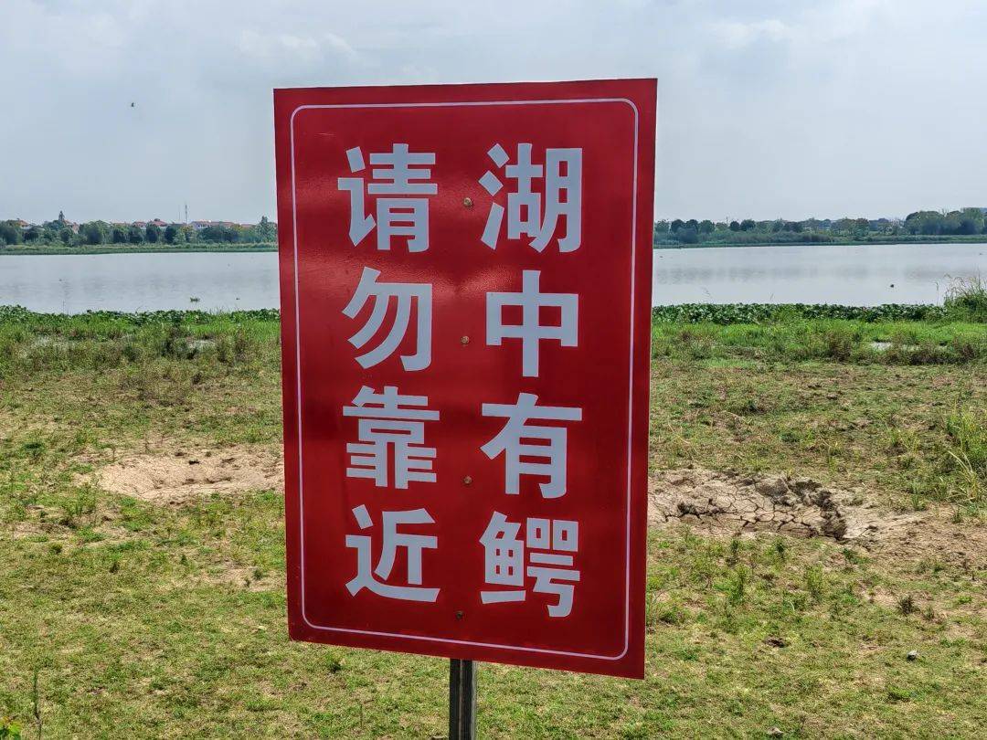 皇冠信用网需要押金吗_武汉发现5条鳄鱼皇冠信用网需要押金吗，已“落网”！系人为放生