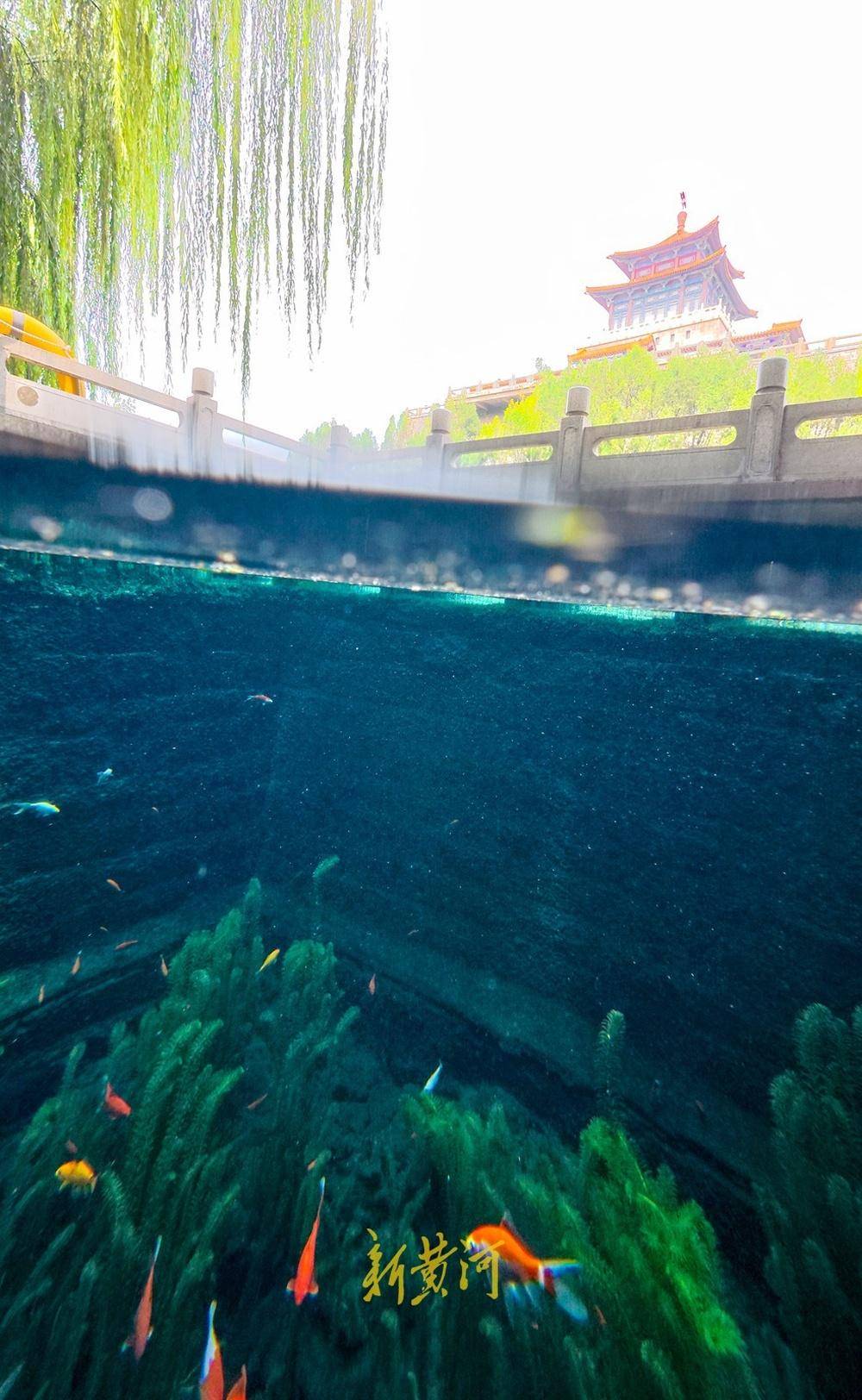 波多黎各职业女子篮球联赛_喷涌势头旺盛波多黎各职业女子篮球联赛，济南黑虎泉将迎恢复喷涌22周年