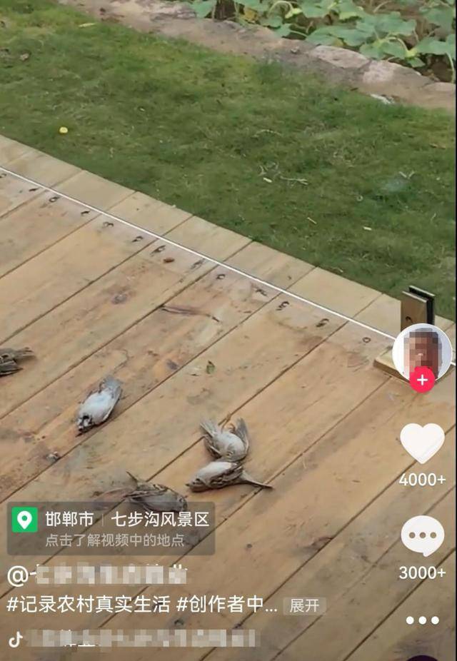 皇冠信用网登_一群麻雀飞着飞着纷纷坠亡皇冠信用网登，林业部门：可能是中毒了，将联合公安调查