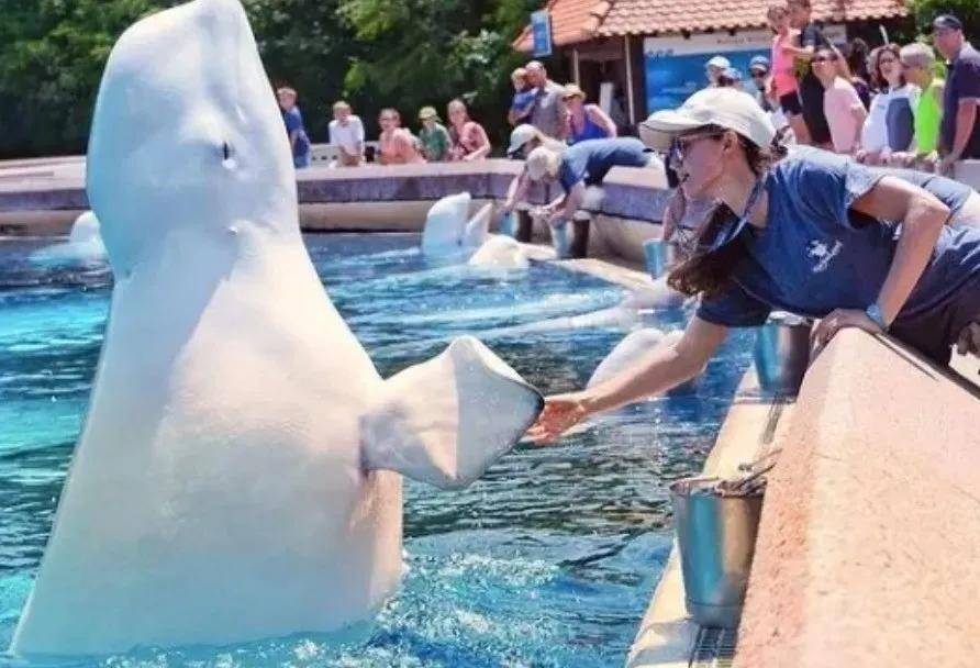 皇冠信用需要押金吗_宁愿全部安乐死皇冠信用需要押金吗，也不给中国？加拿大养不起30头白鲸，中国愿接手，然而...