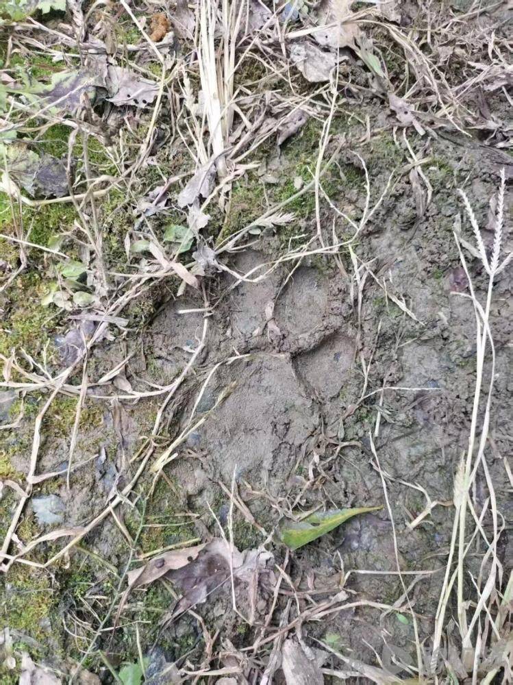 皇冠信用网占成代理_湖北鹤峰县疑再现老虎踪迹皇冠信用网占成代理，村民家猪遭袭，玉米地发现脚印，此前男子自称干农活时被抓伤，当地回应