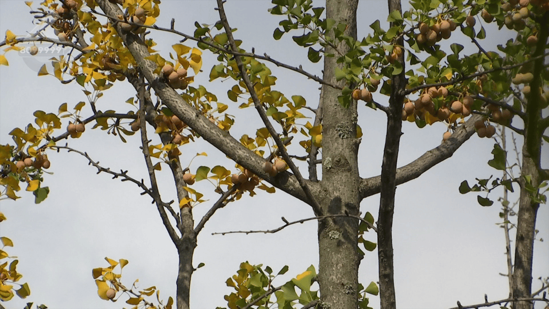 皇冠信用盘登2登3_不要捡皇冠信用盘登2登3！不要吃！昆明街头正大量出现……