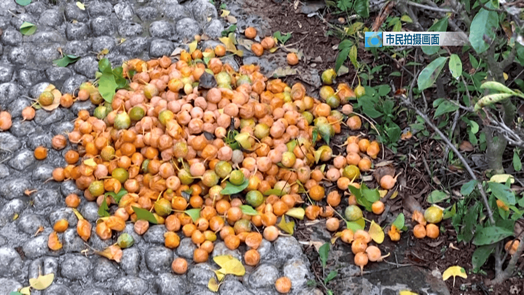 皇冠信用盘登2登3_不要捡皇冠信用盘登2登3！不要吃！昆明街头正大量出现……