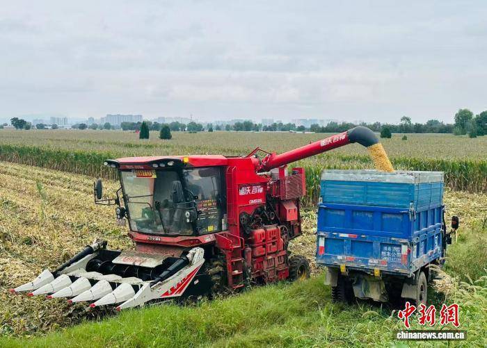 皇冠信用盘注册开通_“中原粮仓”河南秋收抢“天时” 秋作物收获已近八成
