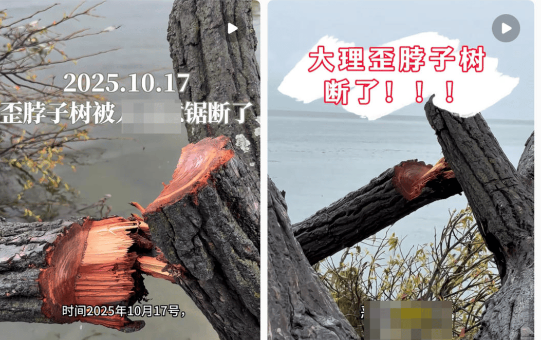 体育皇冠信用网_大理洱海摄影师反映网红“歪脖子树”多处被锯 洱海管理局工作人员：情况正在核查
