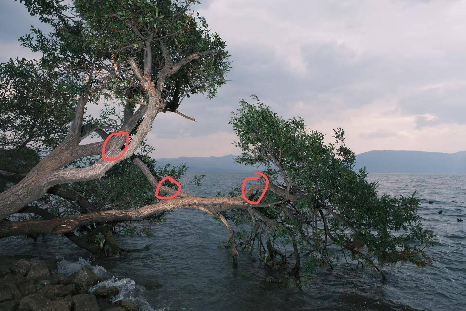 体育皇冠信用网_大理洱海摄影师反映网红“歪脖子树”多处被锯 洱海管理局工作人员：情况正在核查