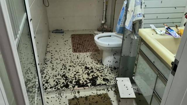 世界杯信用网_惊世界杯信用网！空置两个月的房子竟被蜜蜂当成了 “豪华别墅”