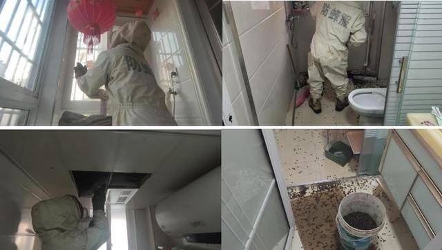 世界杯信用网_惊世界杯信用网！空置两个月的房子竟被蜜蜂当成了 “豪华别墅”