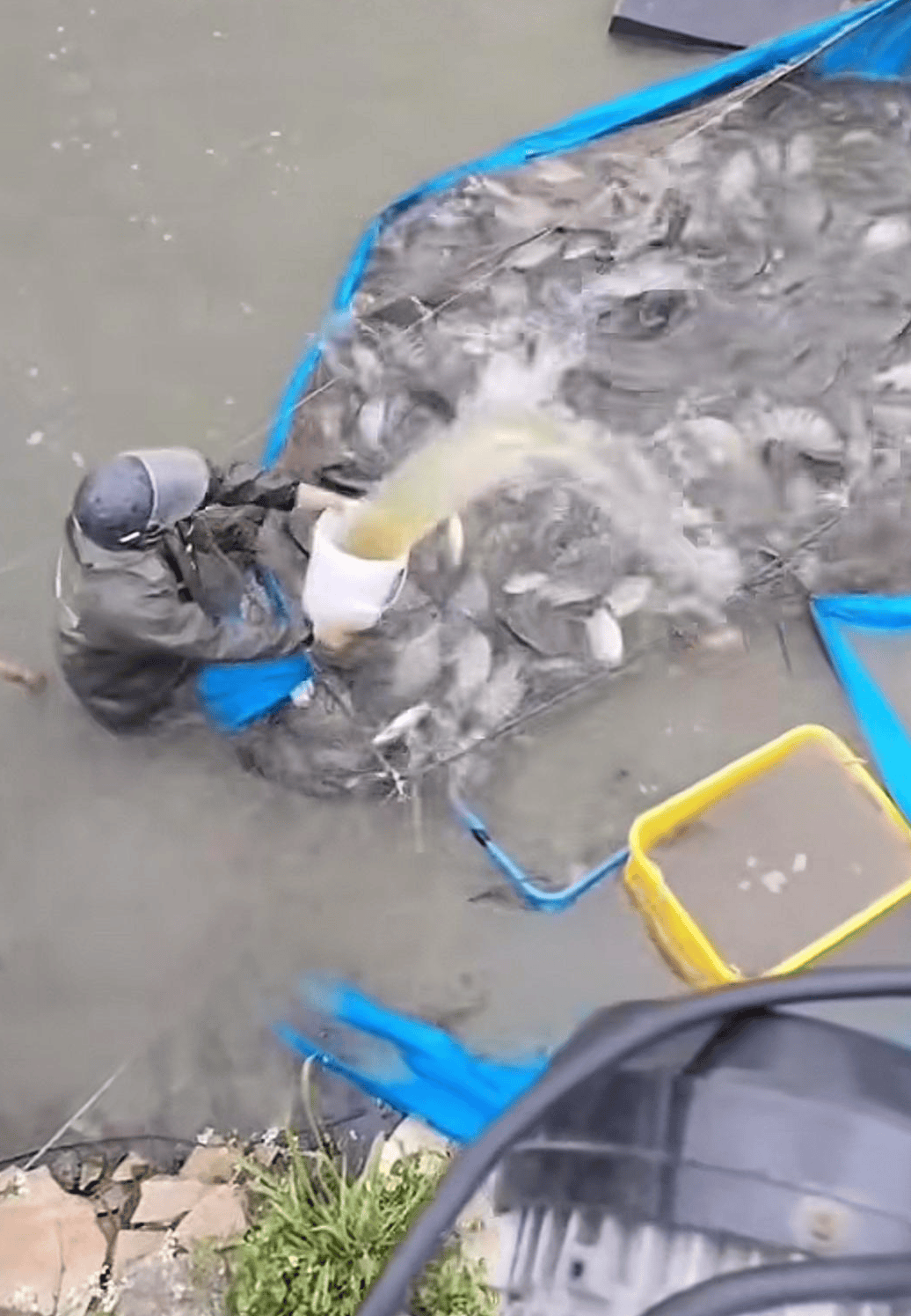 彩票信用盘出租_水产市场“麻醉鱼”调查：有商家称麻药有味会换水再卖彩票信用盘出租，有无危害尚不明，出台监管措施尚缺理论依据