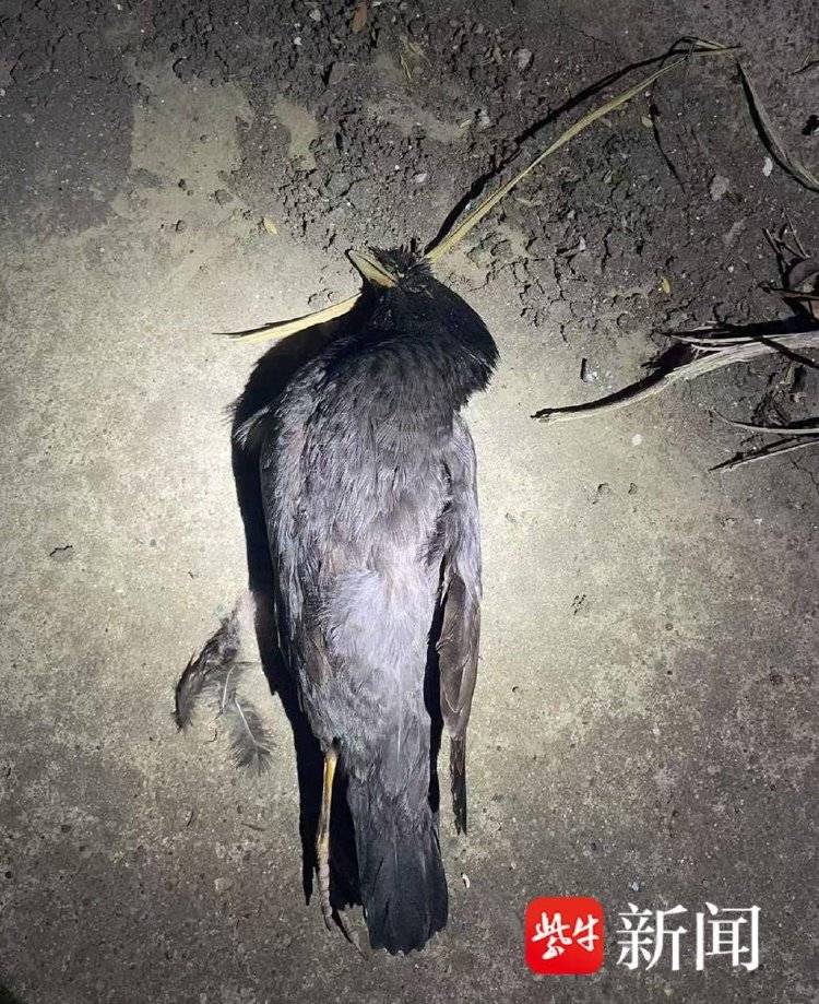 皇冠信用盘正网_每天下班“弹弓打鸟”皇冠信用盘正网，冰箱内“攒”44只待食，“馋嘴男”涉刑事犯罪