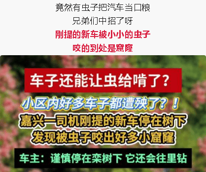 皇冠会员如何申请_汽车被虫子啃得都是窟窿皇冠会员如何申请，“一边咬一边往里钻”！很多人中招