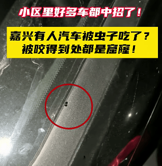 皇冠会员如何申请_汽车被虫子啃得都是窟窿皇冠会员如何申请，“一边咬一边往里钻”！很多人中招