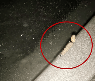 皇冠会员如何申请_汽车被虫子啃得都是窟窿皇冠会员如何申请，“一边咬一边往里钻”！很多人中招