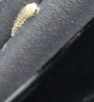 皇冠会员如何申请_汽车被虫子啃得都是窟窿皇冠会员如何申请，“一边咬一边往里钻”！很多人中招