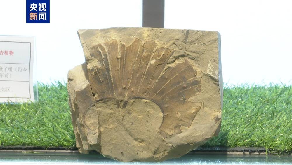 皇冠信用盘登123出租_距今约2.8亿年皇冠信用盘登123出租！山西阳泉矿区发现远古银杏化石