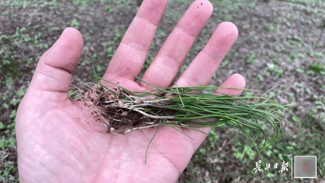 皇冠信用盘账号开通_下雨也要挖皇冠信用盘账号开通，有人跑遍武汉三镇！专家：不建议吃