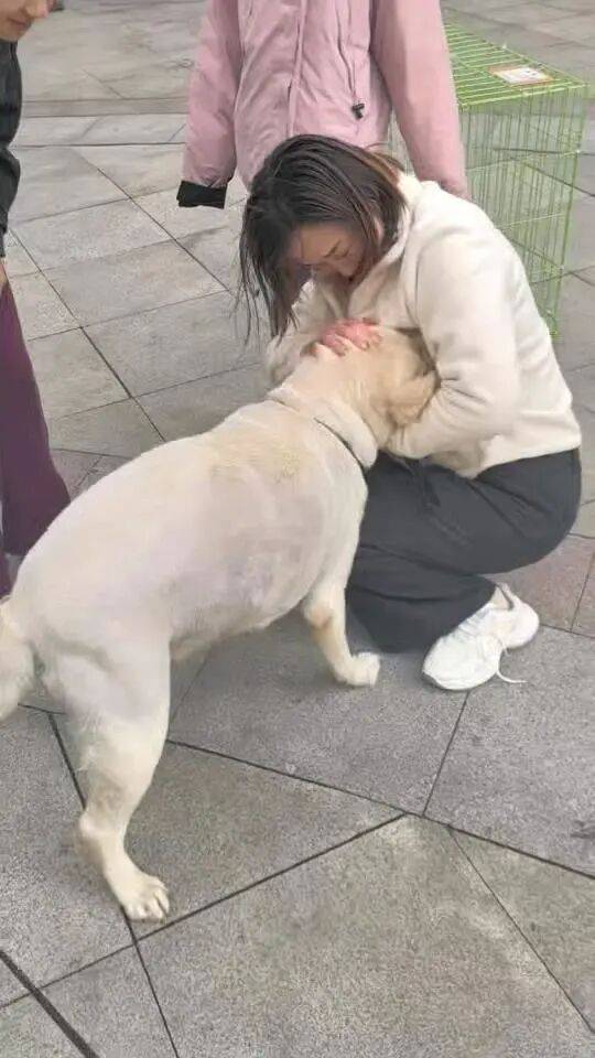 信用平台出租_青岛一只拉布拉多犬走失三月后信用平台出租，长沙街头被网友发现并收留，目前犬只已被送回犬主身边