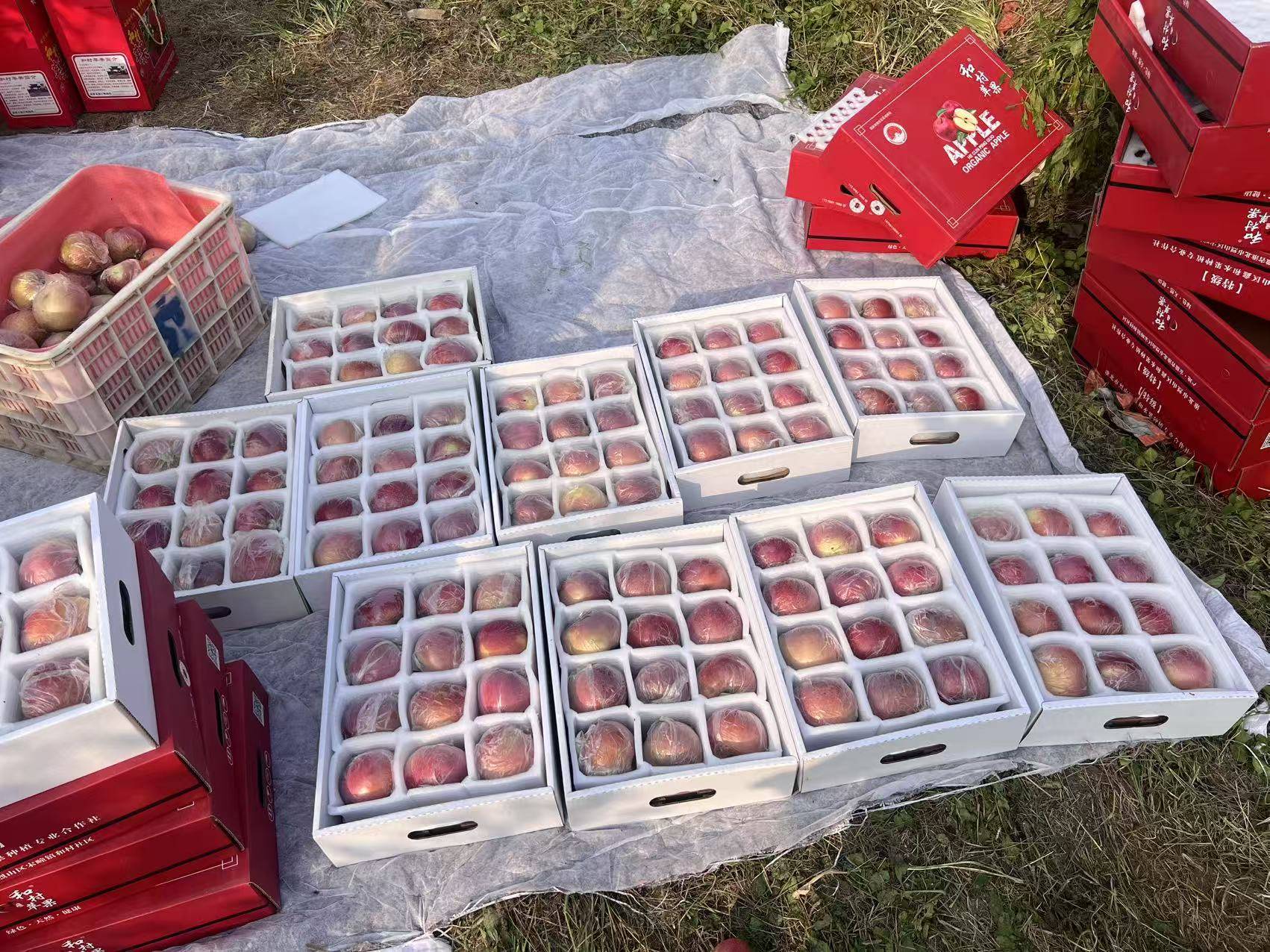 信用网怎么开户_“淮北为啥不种橘子信用网怎么开户？”果农：因为我们有更甜的王牌