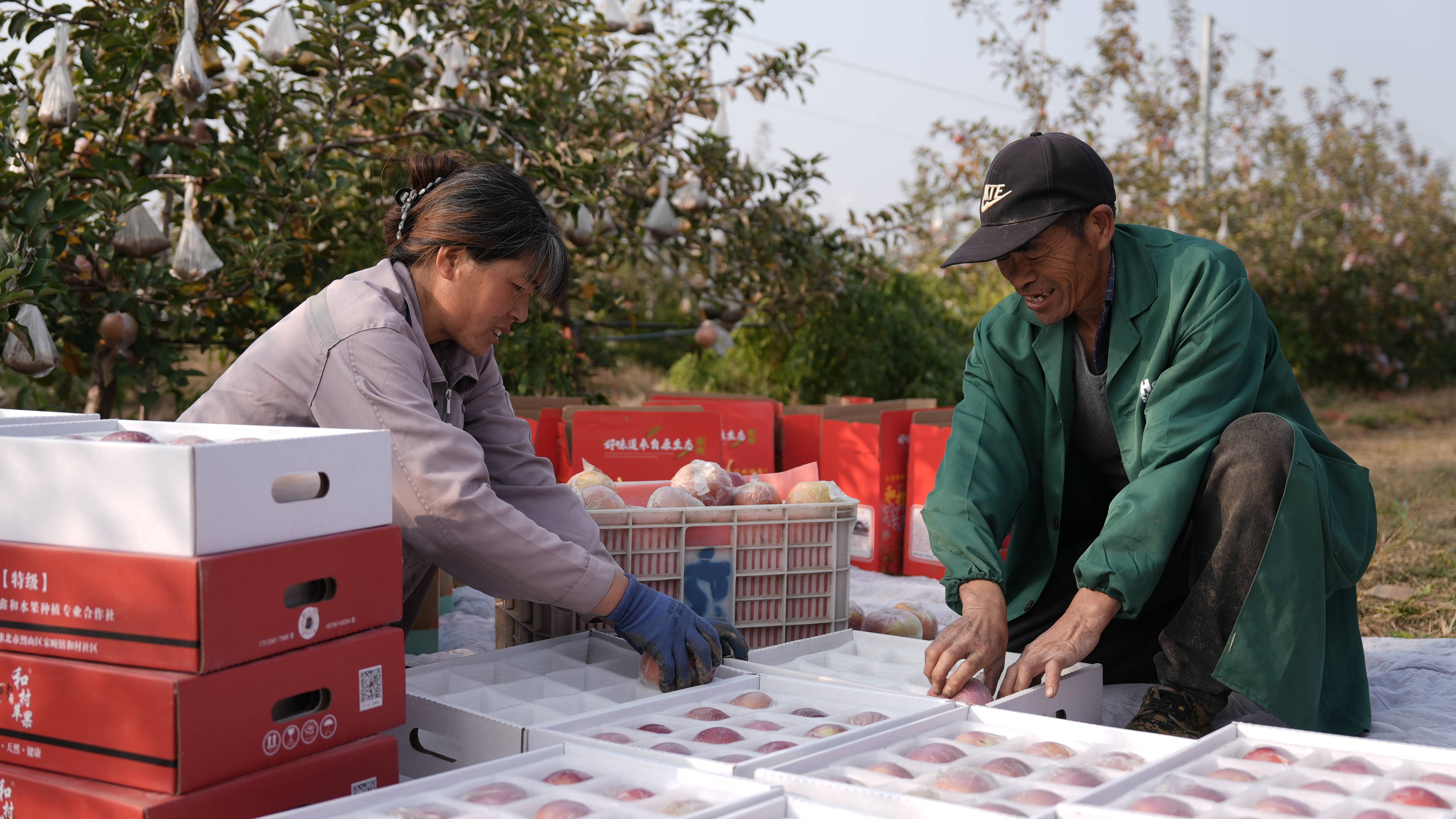 信用网怎么开户_“淮北为啥不种橘子信用网怎么开户？”果农：因为我们有更甜的王牌