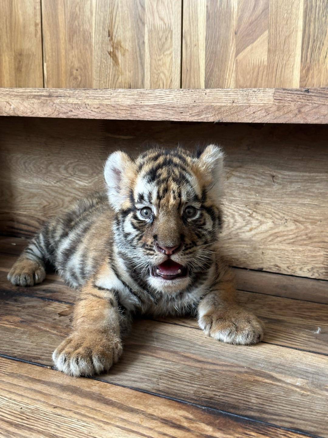 皇冠信用盘开户_女子花2000余元认养东北虎2年却被隐瞒死讯 当事人称园方未主动反馈情况皇冠信用盘开户，认为死因存疑